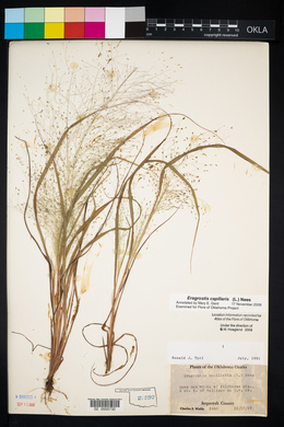 Eragrostis capillaris image