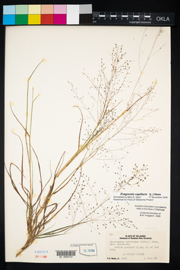 Eragrostis capillaris image