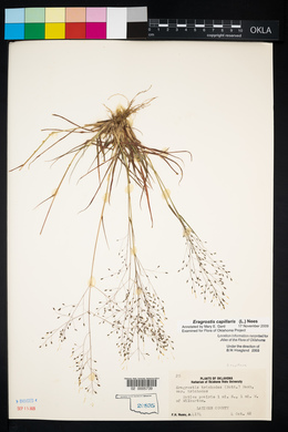 Eragrostis capillaris image