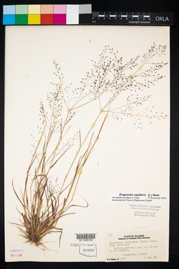 Eragrostis capillaris image