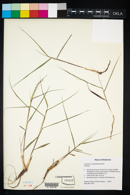 Eragrostis curtipedicellata image