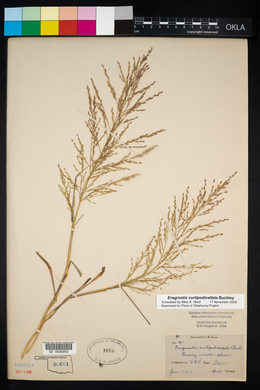 Eragrostis curtipedicellata image