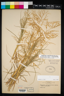 Eragrostis curtipedicellata image