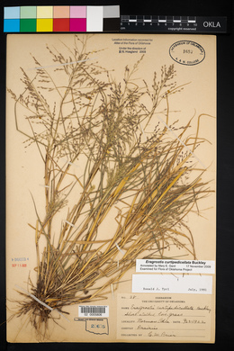 Eragrostis curtipedicellata image