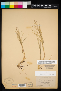 Eragrostis curtipedicellata image