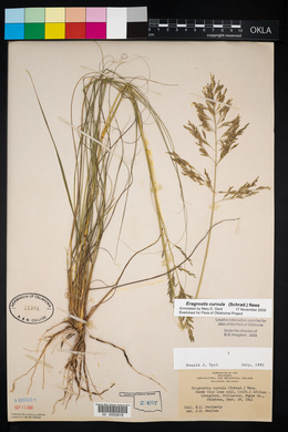 Eragrostis curvula image