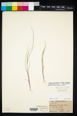 Eragrostis frankii image