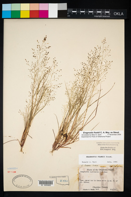 Eragrostis frankii image