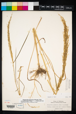 Eragrostis japonica image