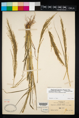 Eragrostis japonica image