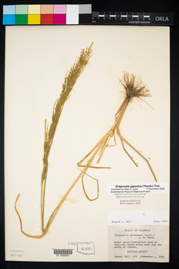 Eragrostis japonica image