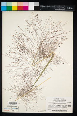 Eragrostis hirsuta image