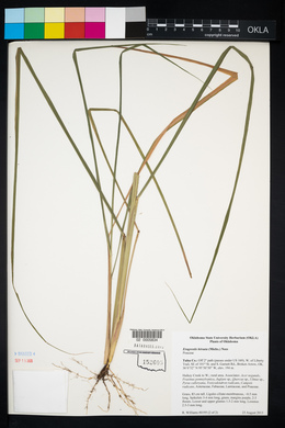 Eragrostis hirsuta image