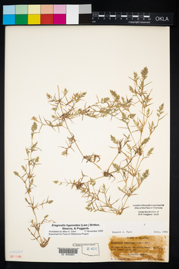 Eragrostis hypnoides image