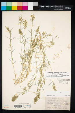 Eragrostis hypnoides image