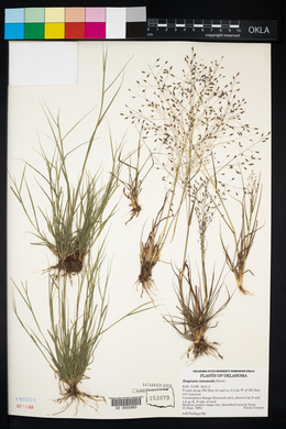 Eragrostis intermedia image