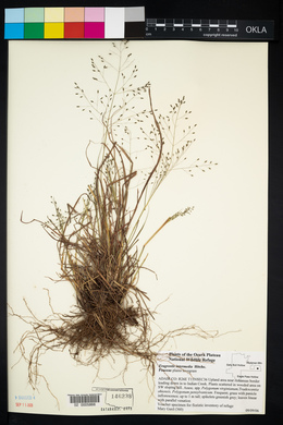 Eragrostis intermedia image