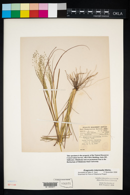 Eragrostis intermedia image