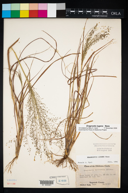 Eragrostis lugens image