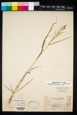 Eragrostis minor image