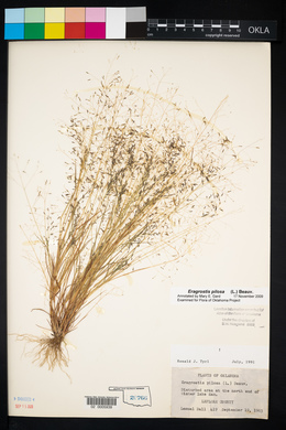 Eragrostis pilosa image