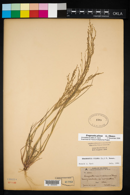 Eragrostis pilosa image