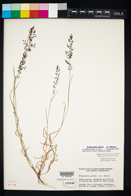 Eragrostis pilosa image