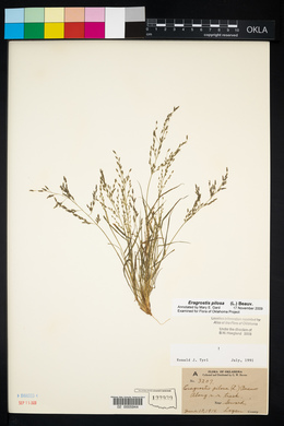 Eragrostis pilosa image