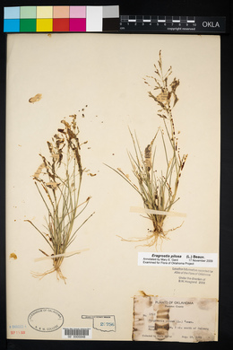 Eragrostis pilosa image