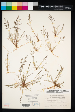 Eragrostis pilosa image