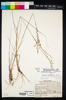 Eragrostis secundiflora image