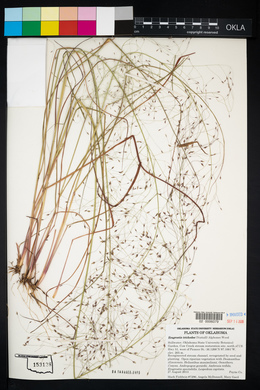 Eragrostis trichodes image