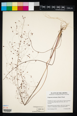 Eragrostis trichodes image