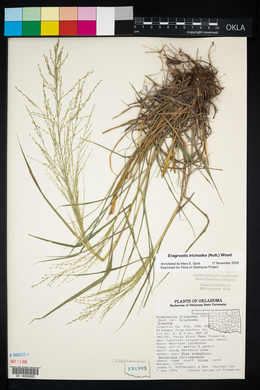 Eragrostis trichodes image