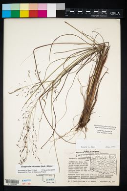 Eragrostis trichodes image