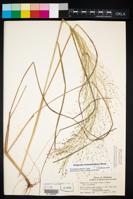 Eragrostis trichodes image