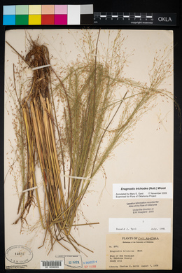 Eragrostis trichodes image