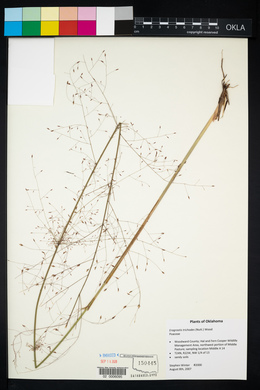 Eragrostis trichodes image