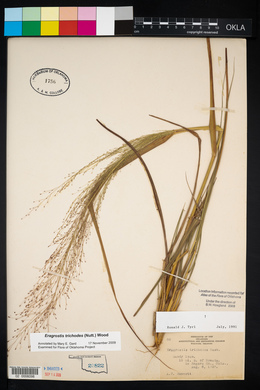 Eragrostis trichodes image