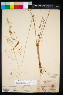 Eragrostis trichodes image