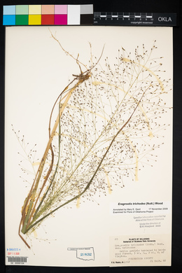 Eragrostis trichodes image