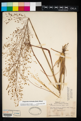 Eragrostis trichodes image