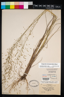 Eragrostis trichodes image