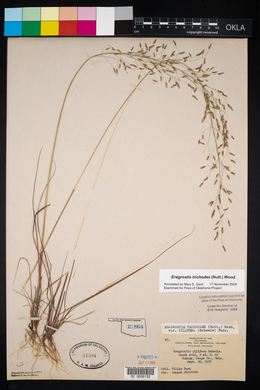 Eragrostis trichodes image