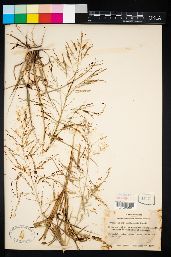 Eragrostis curtipedicellata image