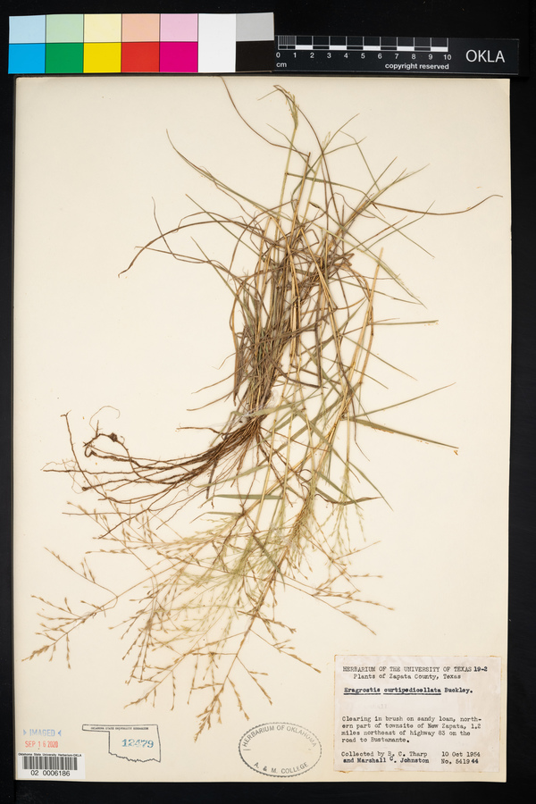 Eragrostis curtipedicellata image