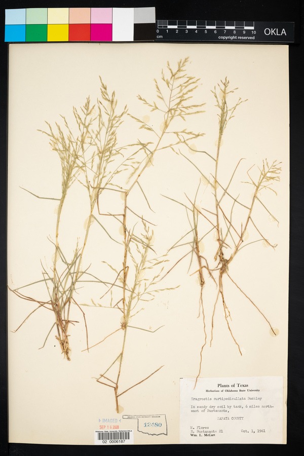 Eragrostis curtipedicellata image