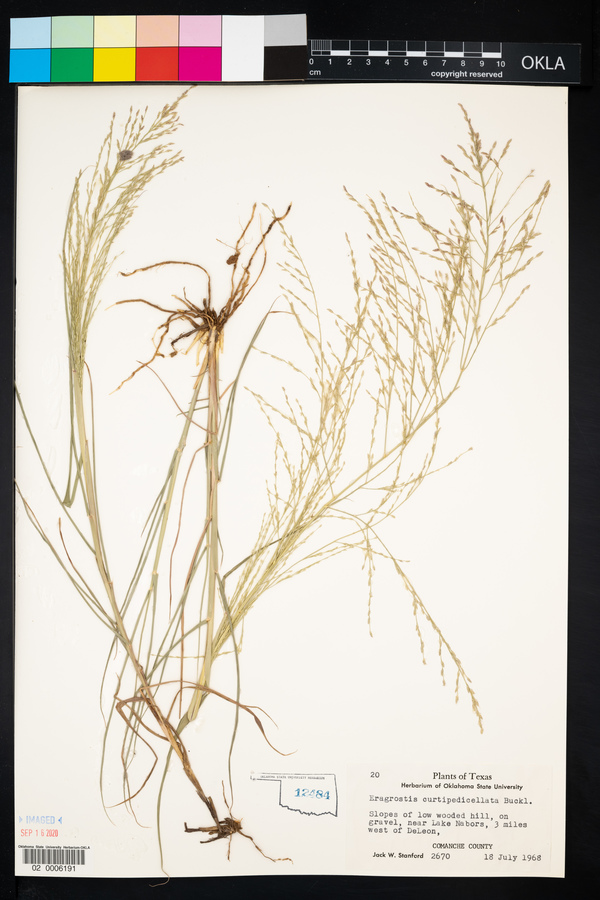 Eragrostis curtipedicellata image