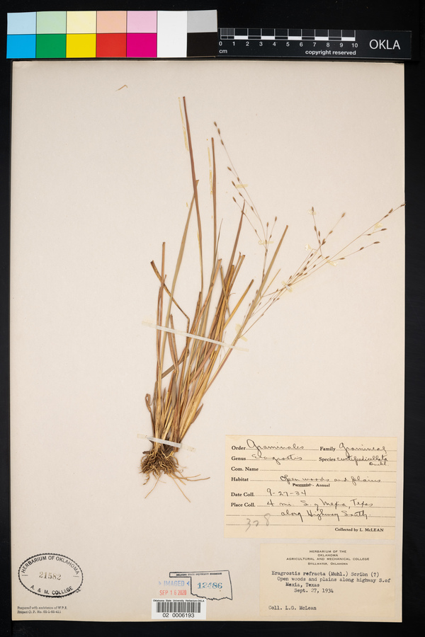 Eragrostis refracta image