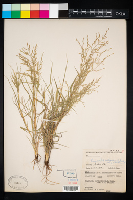 Eragrostis curtipedicellata image